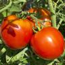 Tomato: Vine