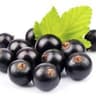 Currants